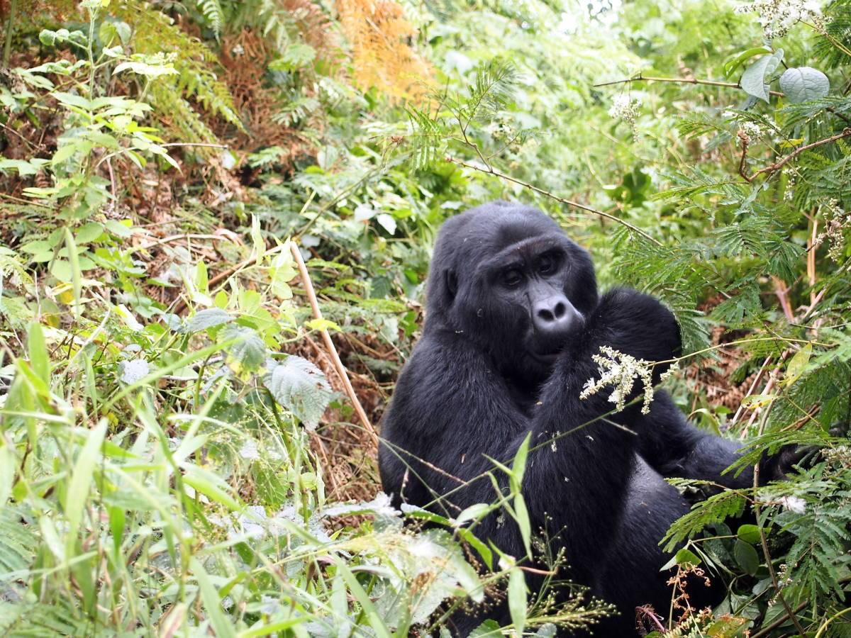 Mountain gorilla in Bwindi